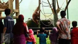 Sejumlah pengunjung melihat satwa orang utan Kalimantan di Kebun Binatang Ragunan, Jakarta, Rabu (9/12/2015). Pemerintah menetapkan libur nasional pada 9 Desember 2015 terkait pelaksanaan Pilkada Serentak. (Liputan6.com/Helmi Fithriansyah)