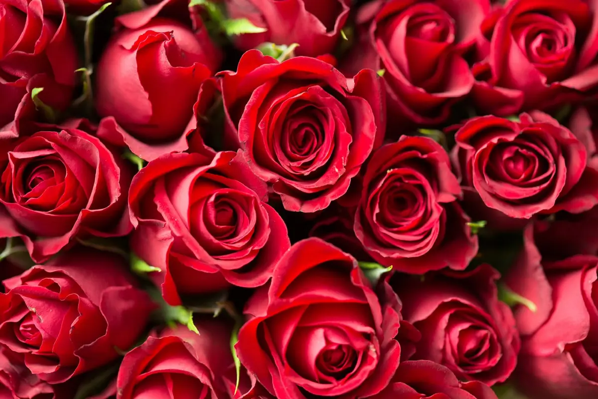Ilustrasi Valentine Day