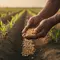 Cara Menanam Jagung Manis dari Benih hingga Panen agar Tongkol Besar dan Manis
