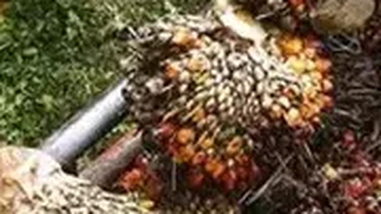 Pengusaha Khawatir Produksi Sawit Terganggu Gara-Gara El Nino