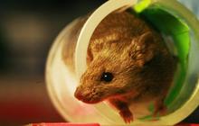 Cara Membasmi Tikus di Rumah Secara Efektif dan Aman