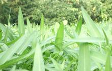 Kangkung Bikin Ngantuk, Fakta atau Hoax? Ini Penjelasannya