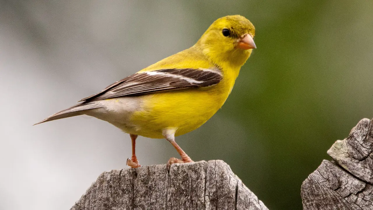 Faktor Perilaku Burung