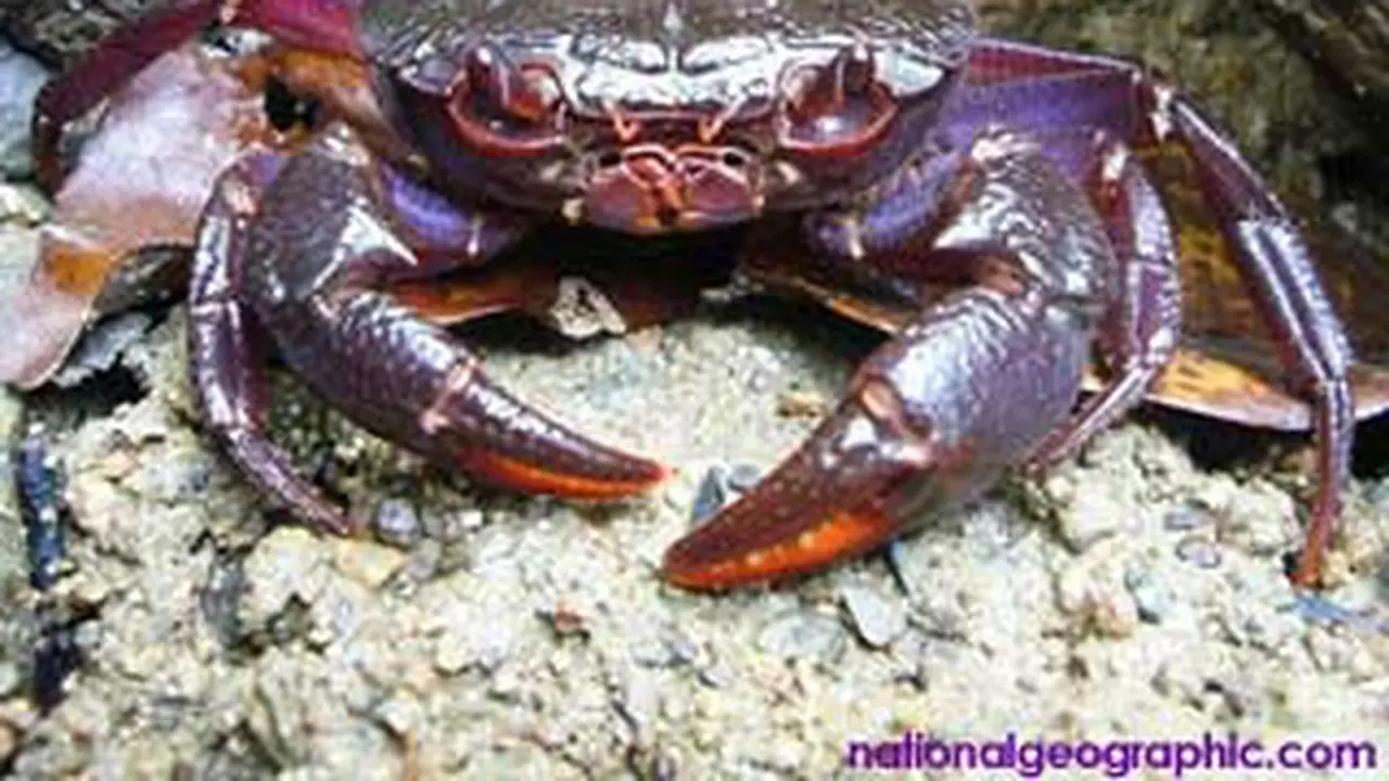 120423bkepiting-ungu.jpg