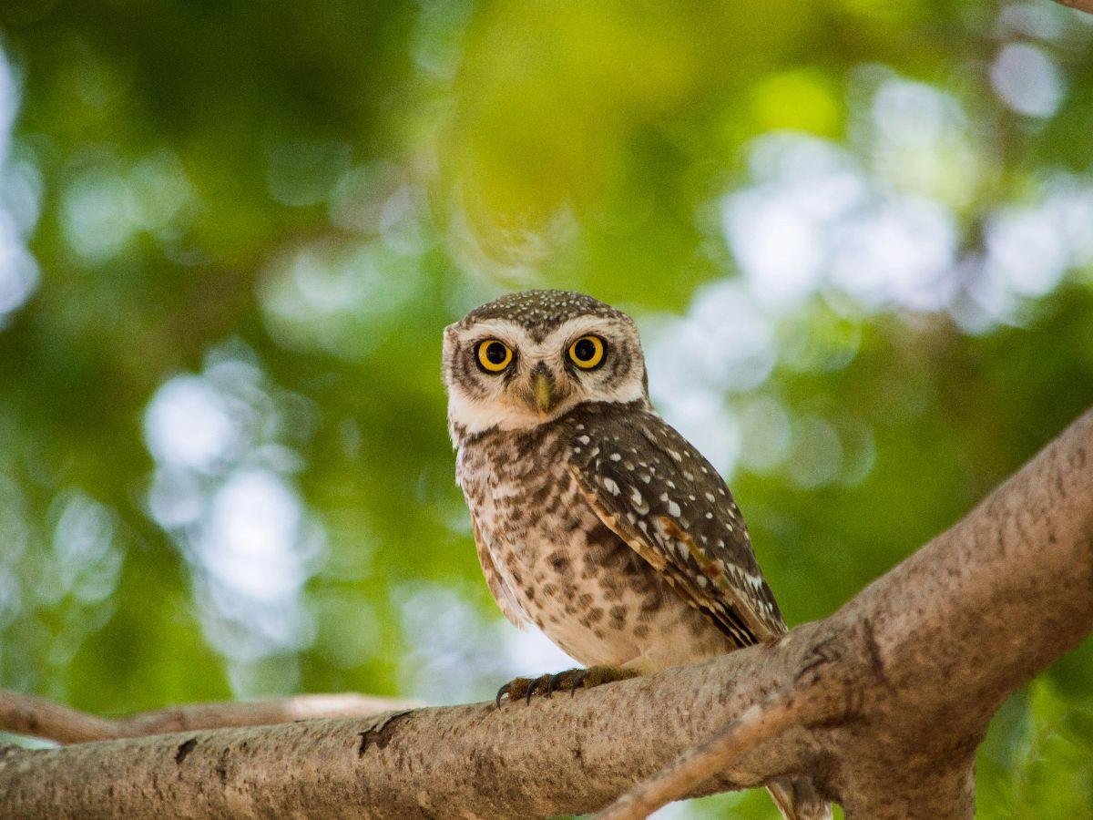 Fakta Menarik Burung Hantu