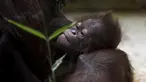 Java, bayi orangutan Kalimantan, yang baru lahir di kebun binatang Jardin des Plantes, Paris, Rabu (24/10). Orangutan Kalimantan berada di Daftar Merah Internasional untuk Konservasi Alam (IUCN) Merah sebagai Sangat Terancam Punah. (Eric FEFERBERG/AFP)
