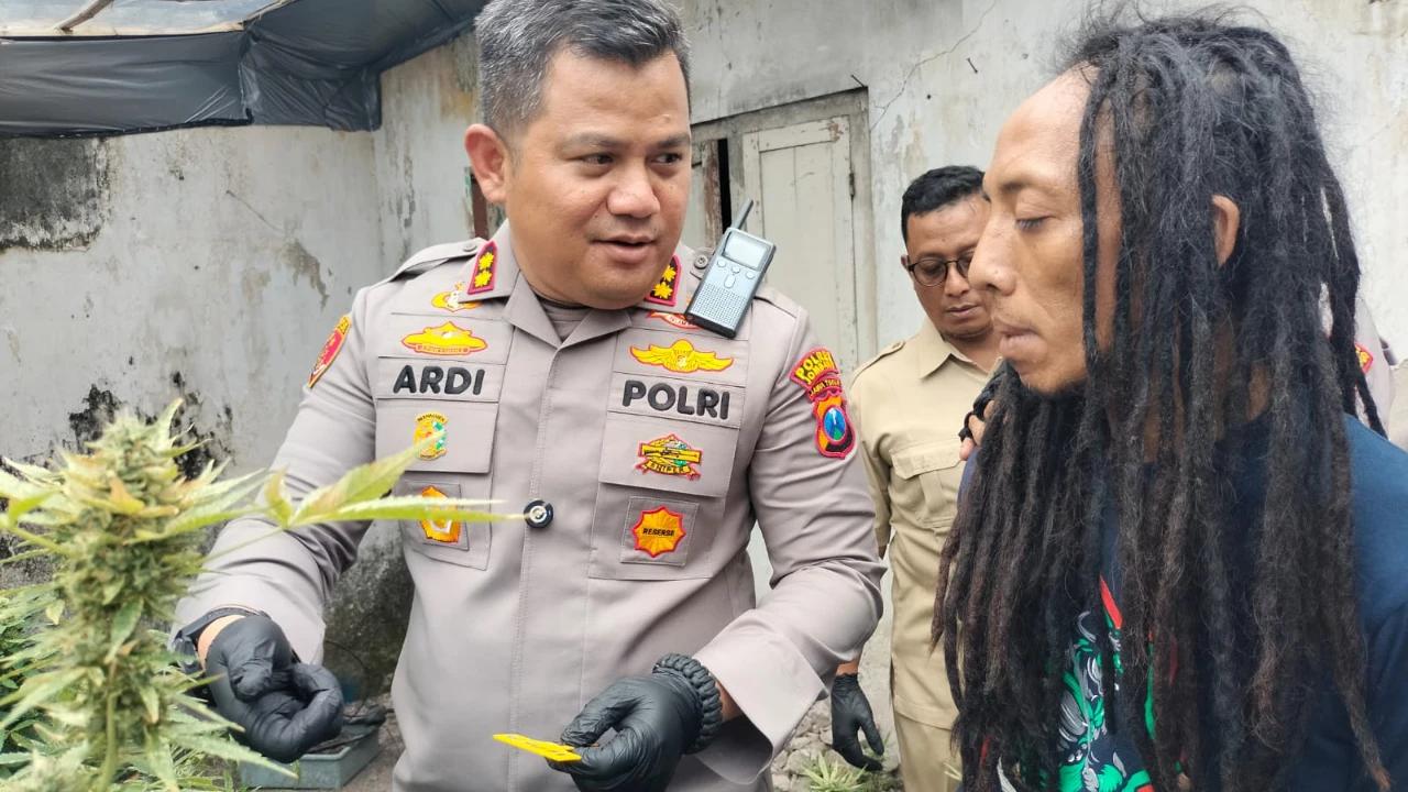 Sudah Sempat Panen, Segini Cuan yang Didapat Penanam Ganja di Rumah Kontrakan Jombang