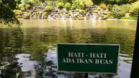 Gara-gara 'ikan buas' yang ada di danau Agrowisata Sido Muncul itu, tiga pegawai mendapat luka robek di dahi hingga dapat tujuh jahitan. (Liputan6.com/Dinny Mutiah)