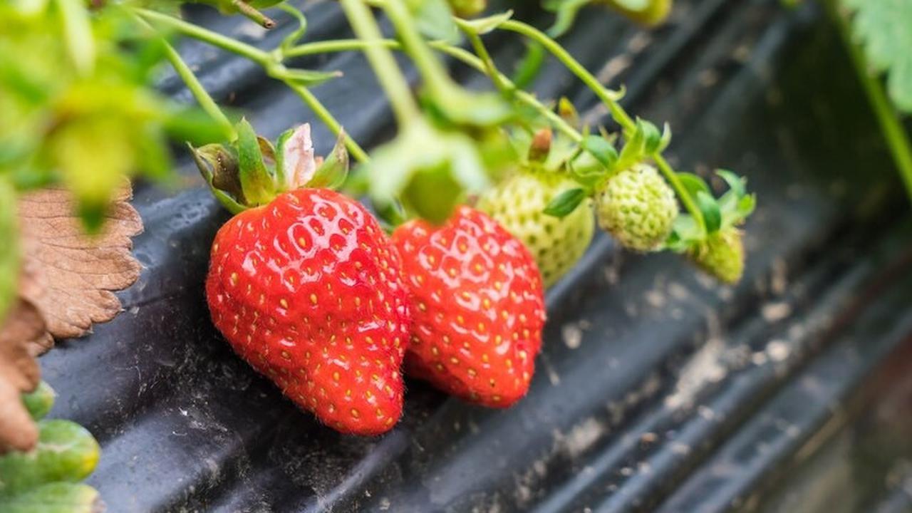 Tak Sekedar Jadi Tanaman Hias, Ini Deretan Tanaman yang Bisa Menghasilkan Buah