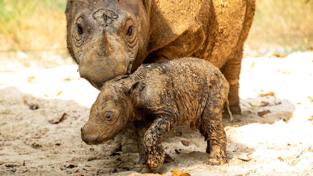 Bayi Badak Sumatera Lahir di Taman Nasional Way Kambas, Disorot Media Internasional