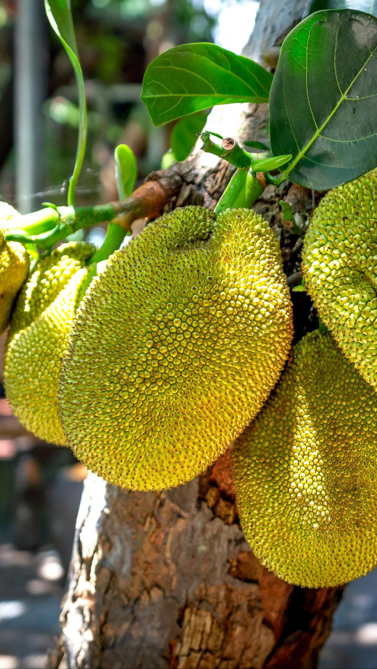 <b>Konsumsi Buah Nangka Sebagai Pelengkap Menu</b>