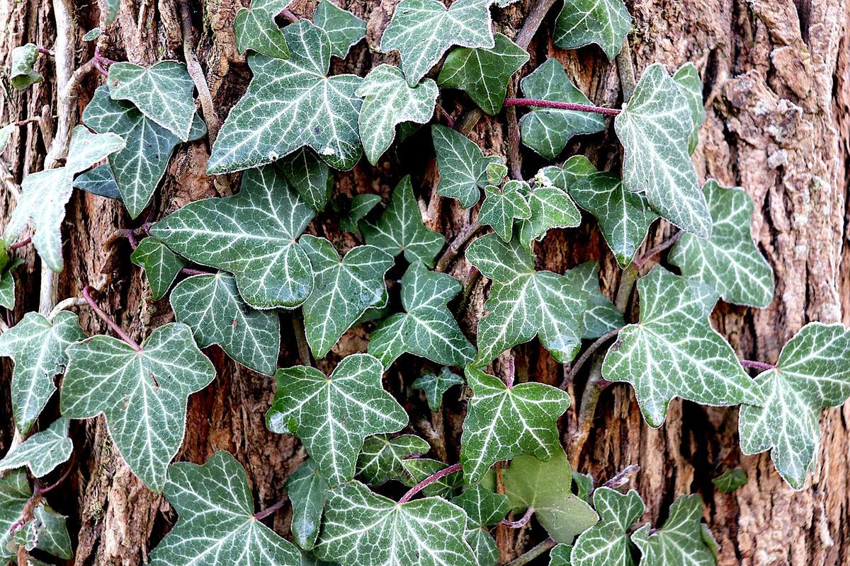 English Ivy (pixabay)