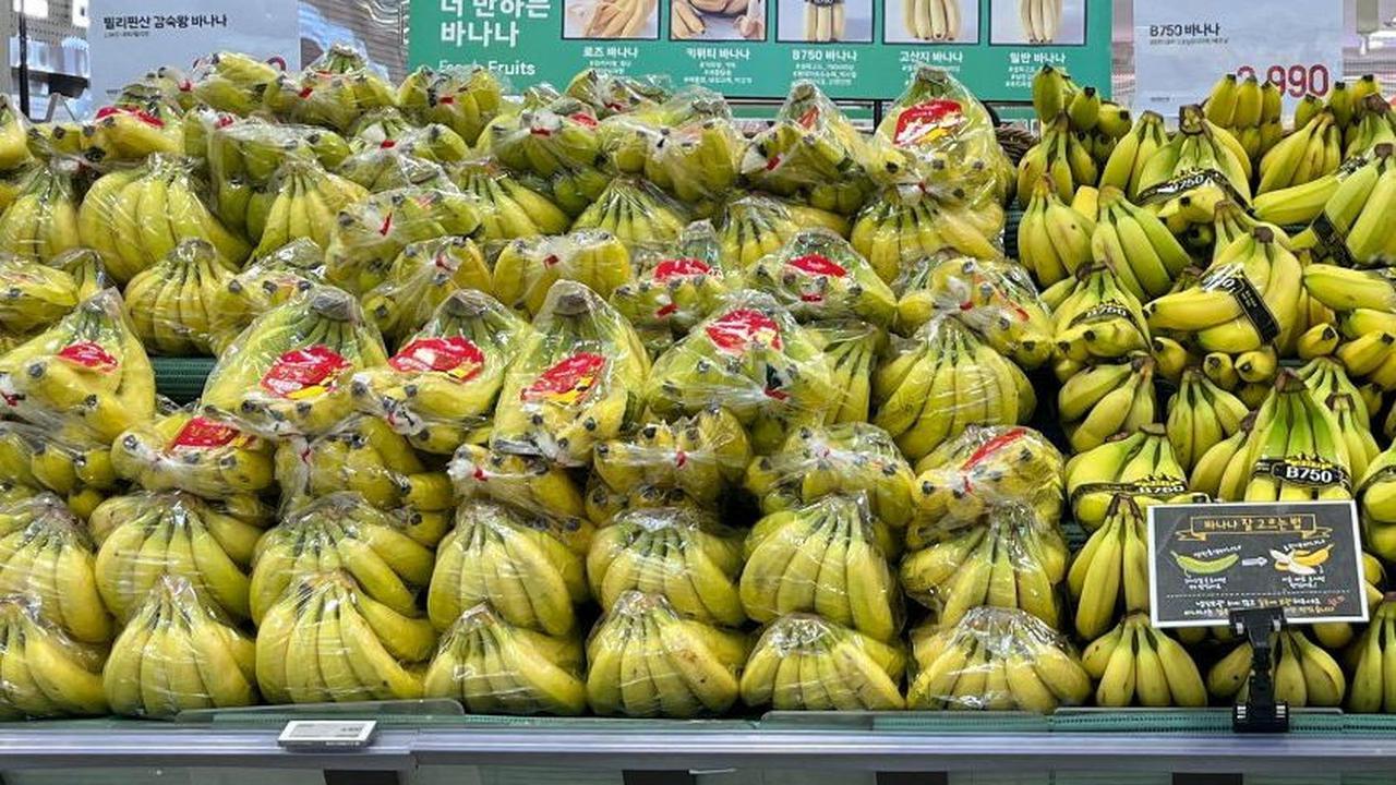 Sebagai informasi, pisang-pisang yang membanjiri pasar dan swalayan di Korea Selatan selama ini diimpor dari negara-negara tropis dan subtropis.