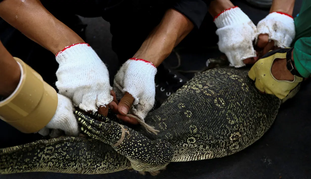 Pekerja taman mengikat biawak yang ditemukan di Taman Lumpini, Bangkok, Thailand, Selasa (20/9). Proses penangkapan biawak sepanjang hampir 2 meter itu menjadi perhatian pengunjung taman. (REUTERS / Athit Perawongmetha)