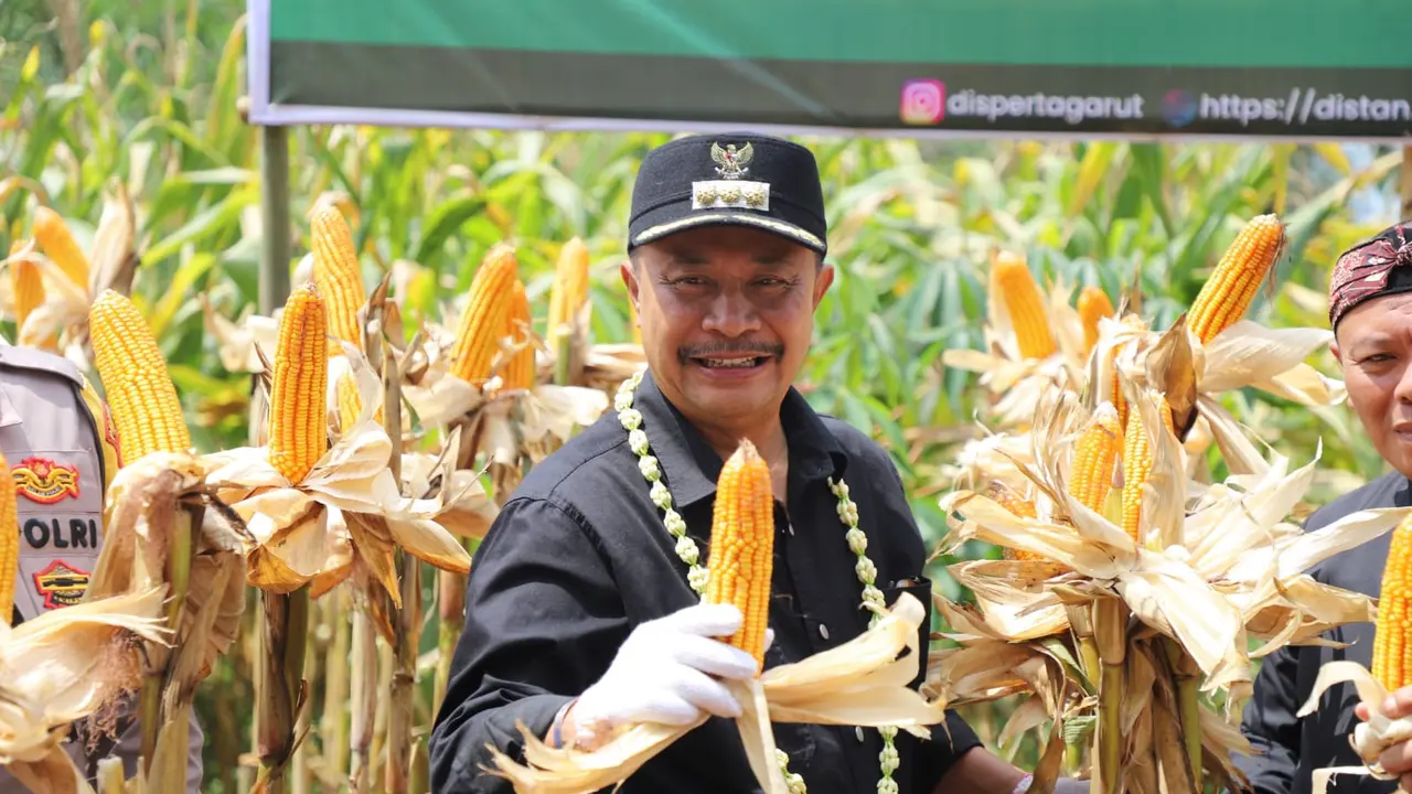 Pj. Bupati garut Barnas Adjidin menunjukan salah satu tandang jagung hibrida dalam kegiatan Panen Raya jagung hibrida di Kecamatan Limbangan, Garut. (Liputan6.com/Jayadi Supriadin)