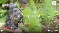 Ladang ganja siap panen seluas 2 hektare ditemukan Satuan Reserse Narkoba Polres Empat Lawang di daerah perbukitan Talang Muara Dua, Desa Batu Ungul, Kabupaten Empat Lawang, Sumatera Selatan.