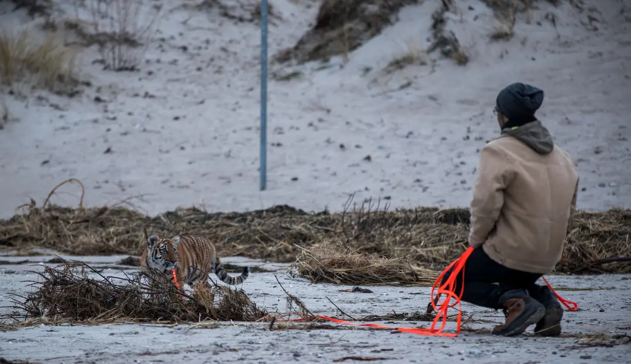 Harimau bernama Elsa saat bermain di kawasan Pantai Barendorf, Luebeck, Jerman (9/1). Maret nanti, Elsa akan dipindahkan ke taman milik Farrell dan Rose. Taman tersebut menjadi rumah bagi 13 harimau dan 5 singa. (AFP PHOTO/dpa/Jens Büttner/Jerman OUT)