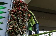 FOTO: Petugas Percantik Taman Vertikal di Kawasan Sudirman Jakarta