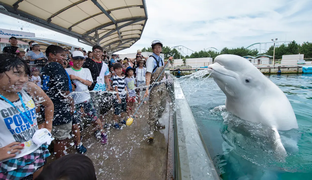 Ekspresi seorang anak saat disemprotkan air oleh beluga dalam atraksi musim panas di akuarium Laut Paradise Hakkeijima di Yokohama, Tokyo (16/7). Hewan ini memiliki warna yang khas dan dahi menonjol. (AFP Photo/Kazuhironogi)