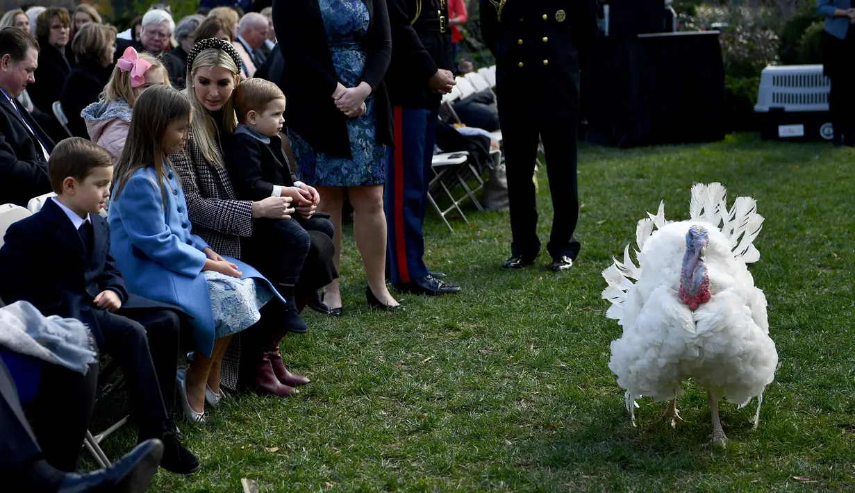 Ivanka Trump dan anak-anaknya menghadiri upacara pengampunan kalkun oleh Presiden AS Donald Trump dalam tradisi tahunan perayaan Thanksgiving di Gedung Putih, Washington, Selasa (20/11). Kalkun tersebut diberi nama Peas. (Brendan Smialowski/AFP)