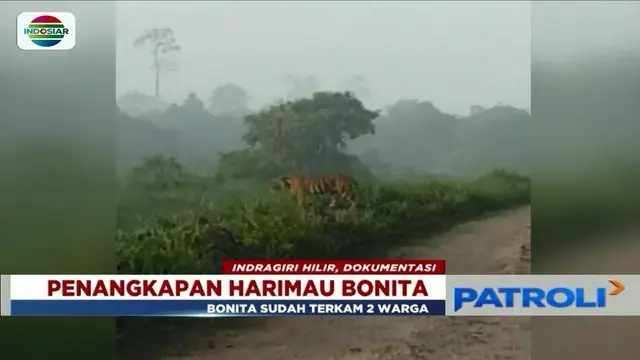 Harimau yang kerap mangsa warga bernama Bonita akhirnya berhasil ditembak bius dan akan dikirim ke pusat rehabilitasi satwa di Dharmasraya, Sumatera Barat.