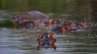 Sejumlah kuda nil terlihat berada di sebuah danau di Taman Napoles di Puerto Triunfo, Kolombia, Rabu, 12 Februari 2020. (AP Photo/Ivan Valencia)