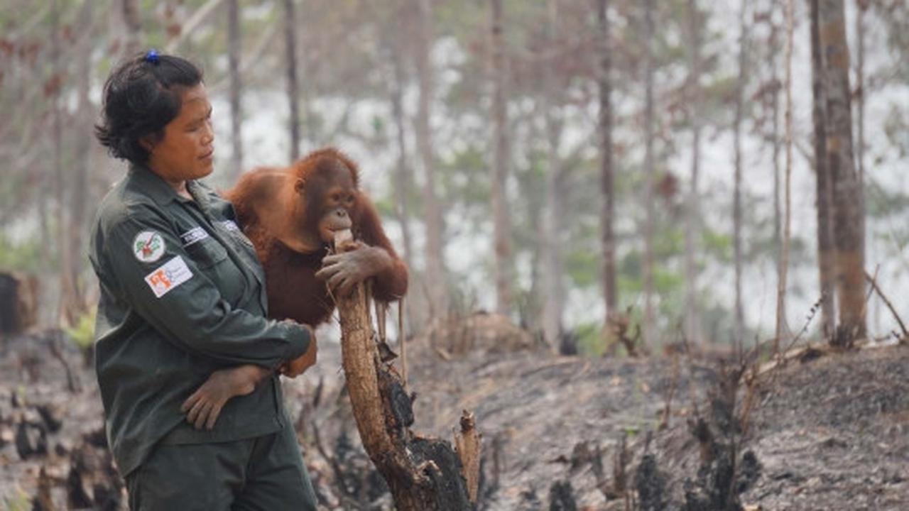 Meratapi kehidupan orang utan di Kalimantan terancam kabut asap