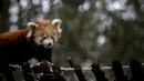 Panda merah memiliki panjang badan kurang lebih hanya 100 sentimeter dengan bobot antara 3,5 hingga tujuh kilogram. (CARLOS COSTA / AFP)