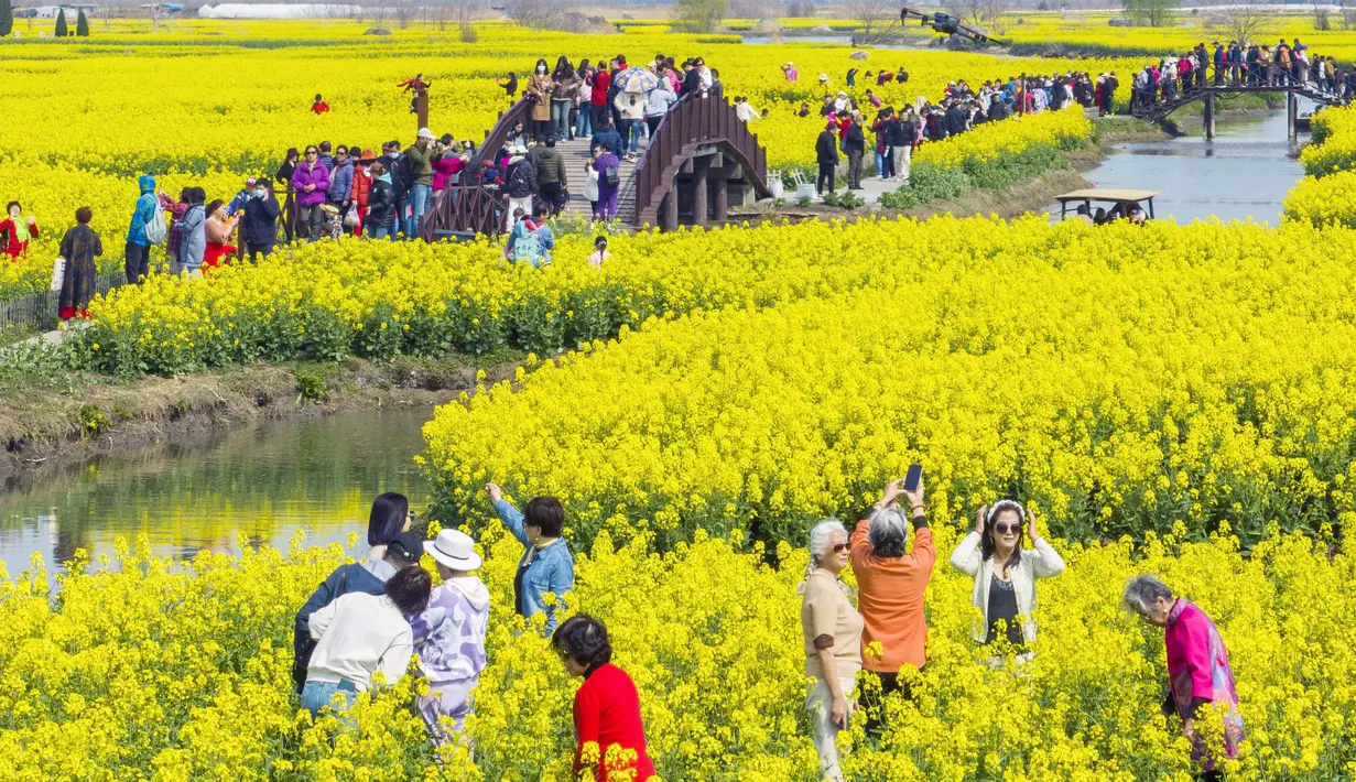 Saat musim semi, area tersebut seolah disulap menjadi hamparan warna kuning cerah yang cantik. (Photo by STR / AFP)