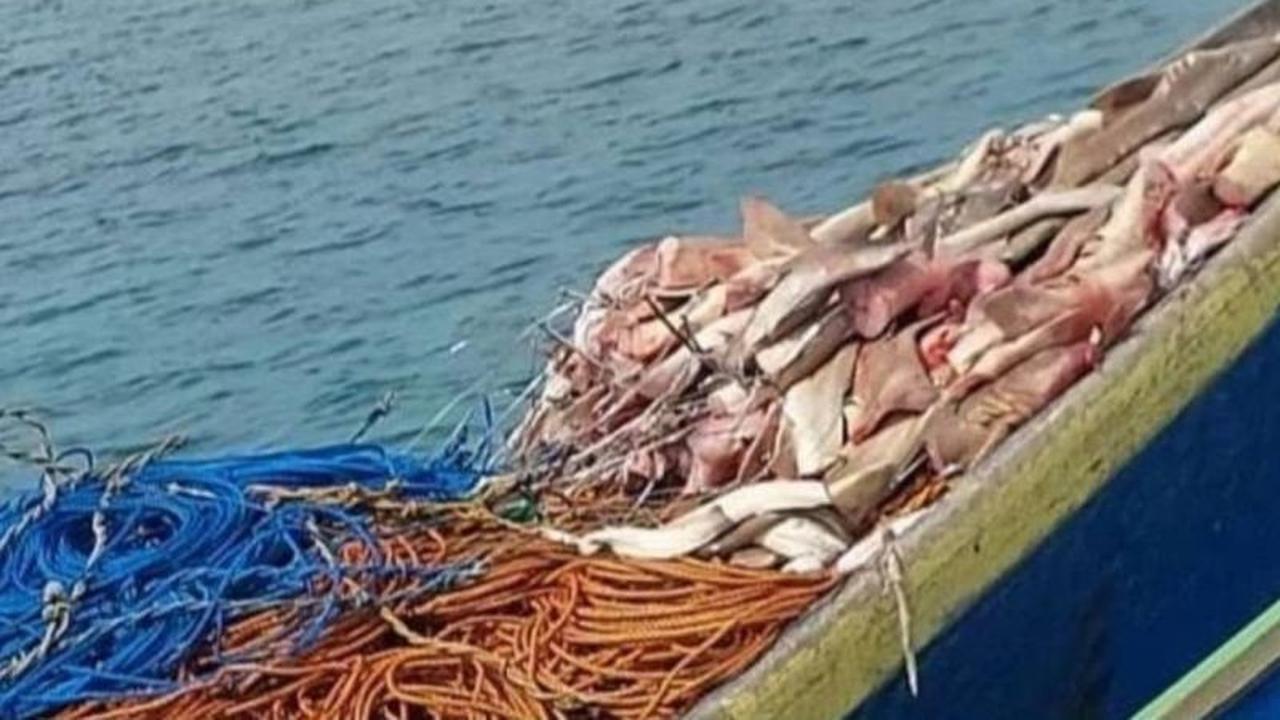 Berau Perkuat Koordinasi Tekan Eksploitasi Hiu Ilegal di Kawasan Konservasi