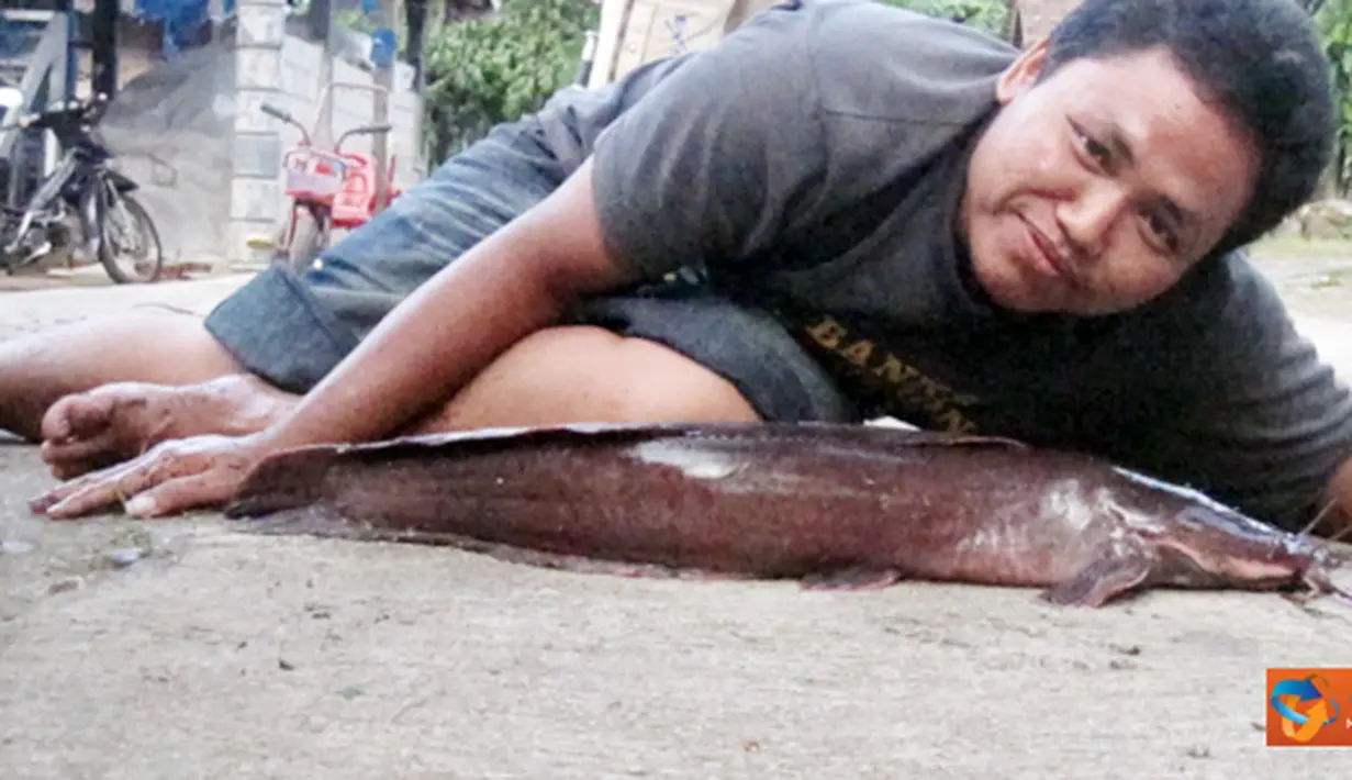 Citizen6, Sragen: Ikan lele ini termasuk ikan raksasa yang memiliki panjang 45 cm yang berhasil dikembangbiakkan oleh Tarmin di Sragen. (Pengirim: Ayu)