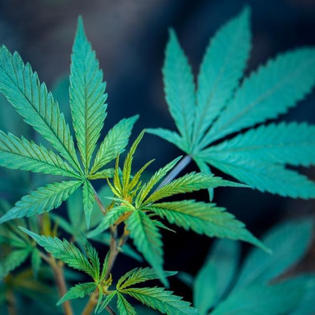 Berada Di Bawah Tanah Begini Penampakan Kebun Ganja Terbesar Di Dunia Hot Liputan6 Com