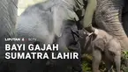 Kabar gembira datang dari pusat konservasi gajah di Sumatra Selatan. Seekor gajah Sumatra betina baru saja lahir, dan sekaligus menambah populasi satwa dilindungi.
