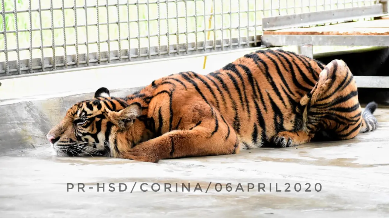 Penyelamatan Harimau Corina di Tengah Ancaman Pandemi Corona Covid-19
