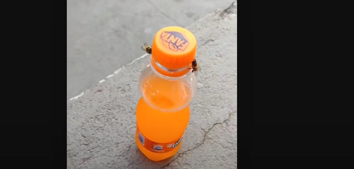 Viral 2 Ekor Lebah Bisa Buka Tutup Botol, Ini Videonya