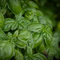 Manfaat daun kemangi yang bermanfaat bagi kesehatan (pexels/magda ehlers)