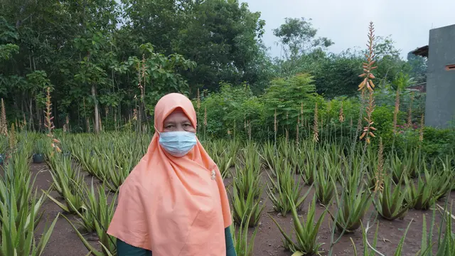 Sumarni bersama kebun aloe vera yang sudah ia rawat sejak 2014