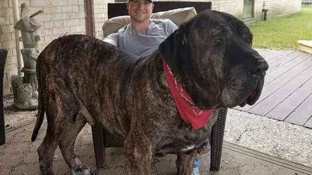 Menggemaskan tapi Bikin Melongo, 10 Anjing Ini Lebih Besar dari Tuannya