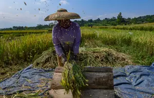 Beras Makin Mahal, Kenaikan Merata dari Penggilingan Hingga Eceran