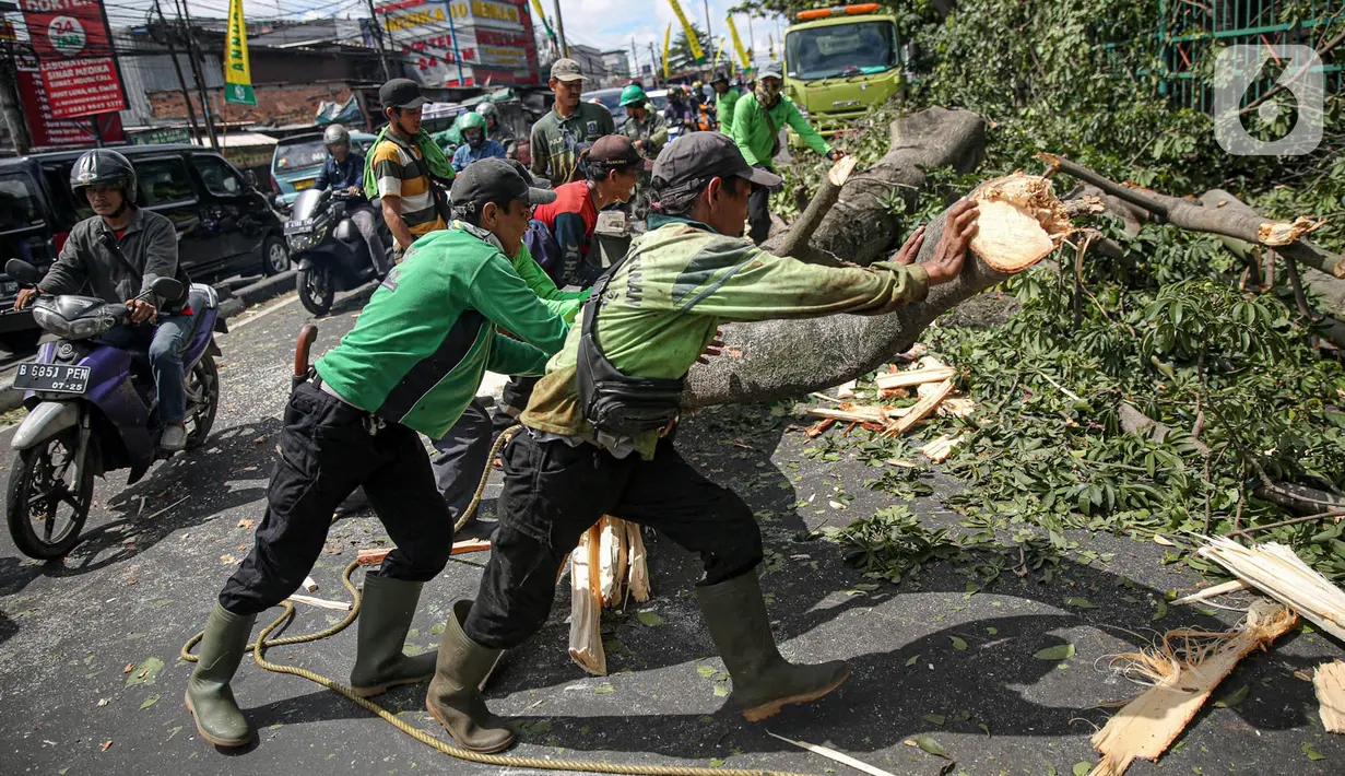 Petugas Suku Dinas Kehutanan Jakarta Timur menebang pohon di sisi jalan raya Bogor, Jakarta, Kamis (9/3/2023). Penebangan pohon dilakukan untuk antisipasi cuaca buruk yang seringkali mengakibatkan tumbangnya pohon di berbagai kawasan ibu kota. (Liputan6.com/Faizal Fanani)