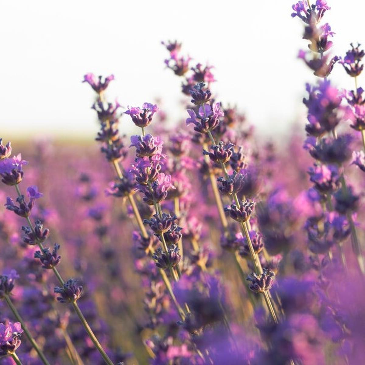 Parfum pria