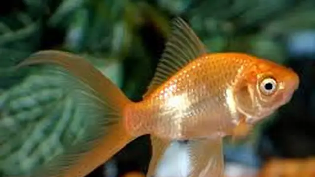 Ikan Komet