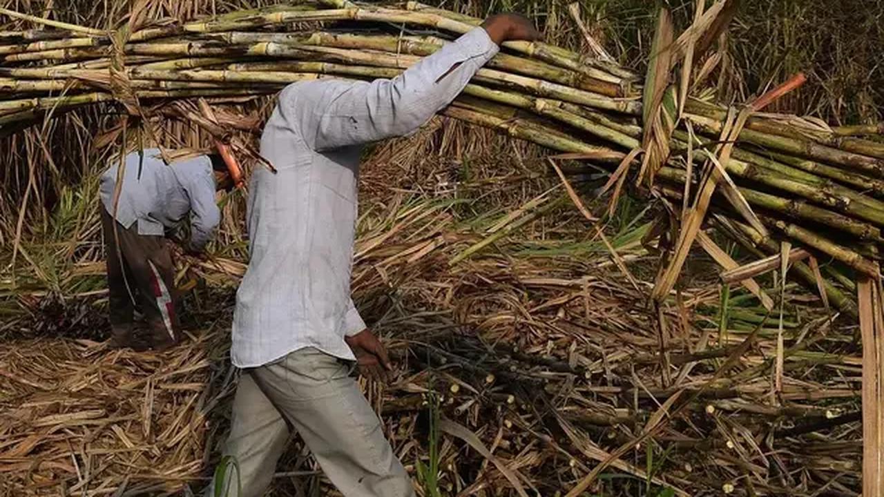 "Dengan meningkatnya hasil panen dan rendemen tebu ini, maka akan mendukung upaya pemerintah dalam meningkatkan produktivitas gula nasional," ujar Burmansyah.