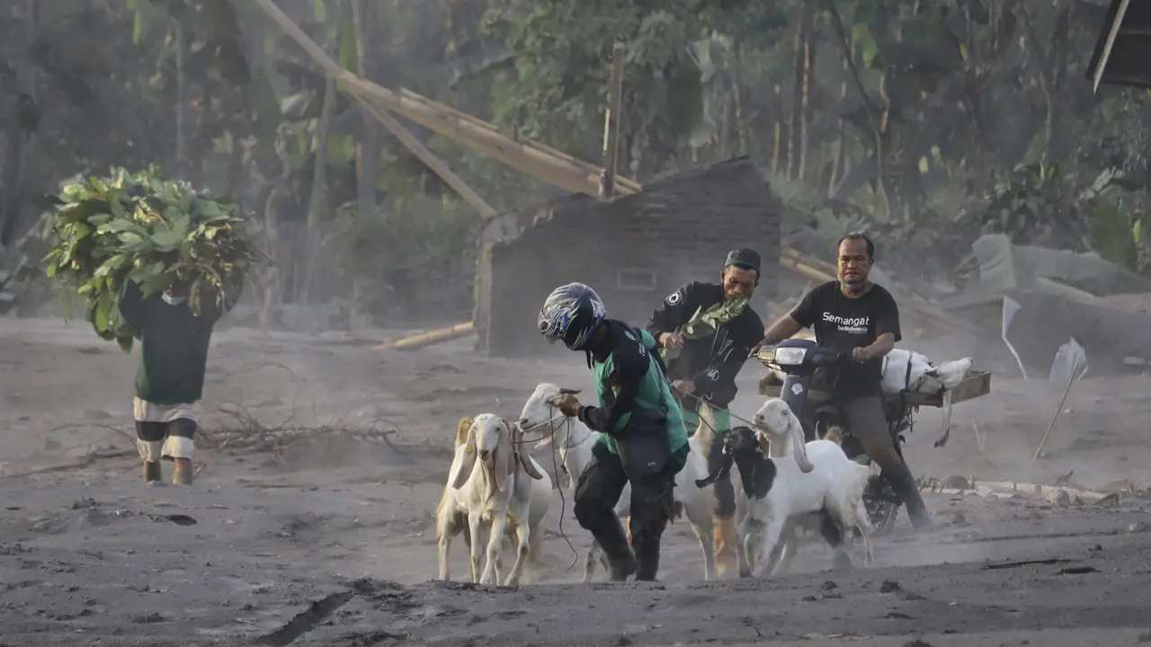 Dampak Letusan Gunung Semeru di Desa Kajar Kuning