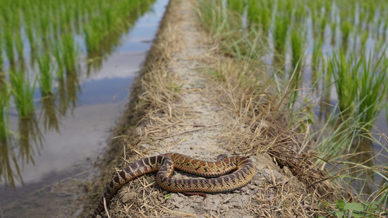 Banyak Orang Salah Paham, Ini Fungsi Ular Sawah yang Jarang Dijelaskan