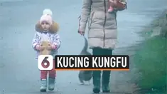 KUCING KUNGFU