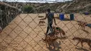 Relawan Palestina di Sula Society for Animal Care Saeed al-Err merawat anjing liar di  asosiasi penampungan di Kota Gaza (9/9/2020). (AFP Photo/Mohammed Abed)