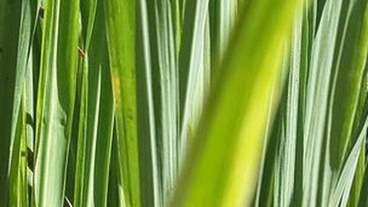 Mitos Kembang Sereh, Diyakini Dapat Membuat Tubuh Kuat dan Kebal