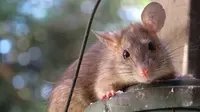 Tikus got diklaim dapat membawa penyakit tipes. Karena itu, jaga rumah Anda agar si tikus tidak sampai masuk ke dalam.