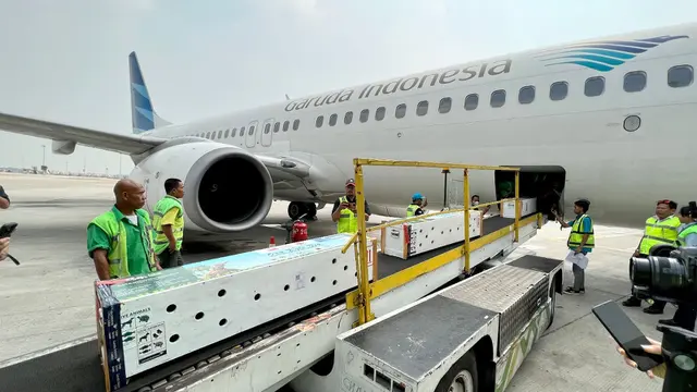 6 Komodo Pulang Kampung, Naik Pesawat Garuda ke Labuan Bajo